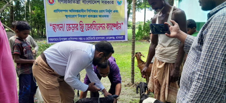 ছাগল- ভেড়ার ফ্রি ভ্যাকসিন ক্যাম্পেইন